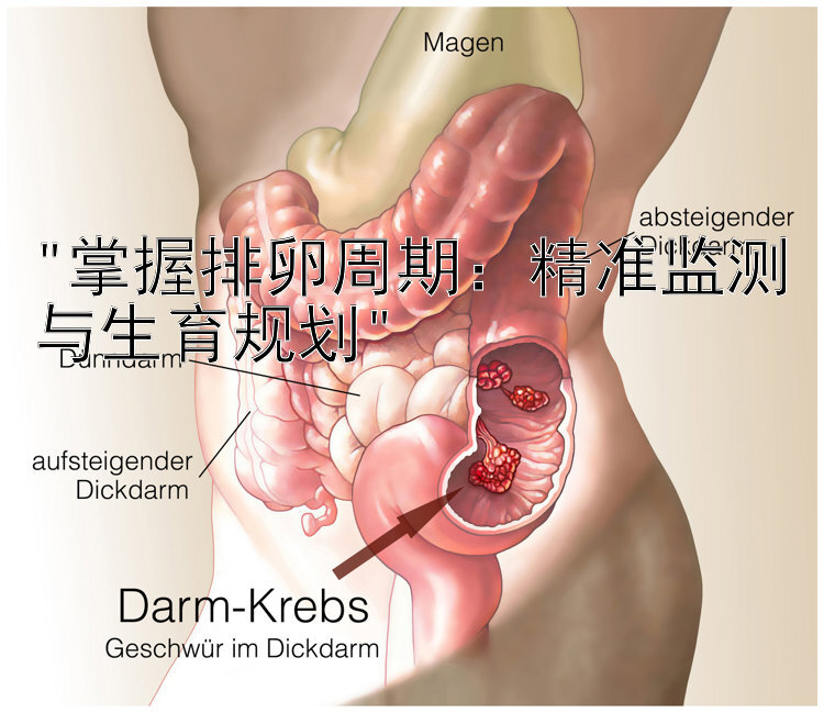 掌握排卵周期：精准监测与生育规划