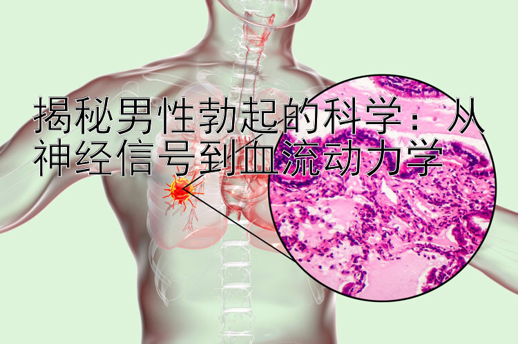 揭秘男性勃起的科学：从神经信号到血流动力学