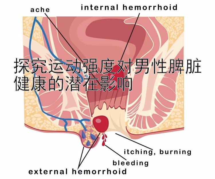 探究运动强度对男性脾脏健康的潜在影响