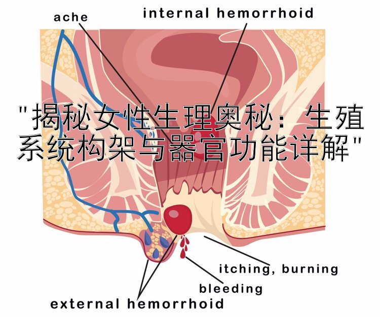 揭秘女性生理奥秘：生殖系统构架与器官功能详解